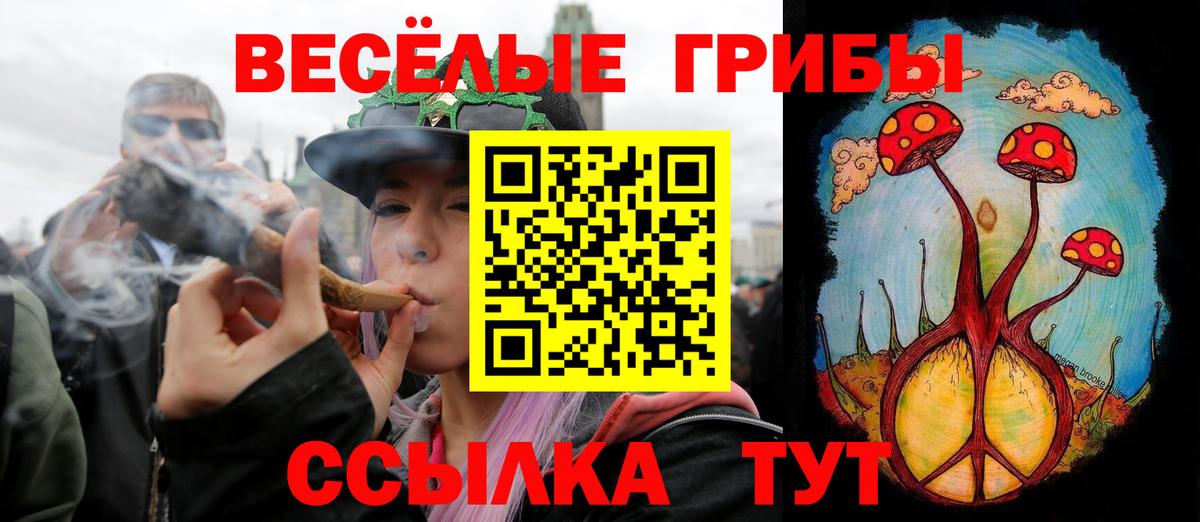Псилоцибиновые грибы Psilocybe Бийск
